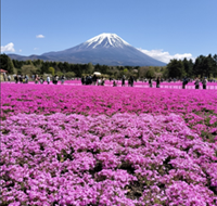 富士山と芝桜