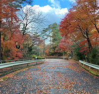 紅葉